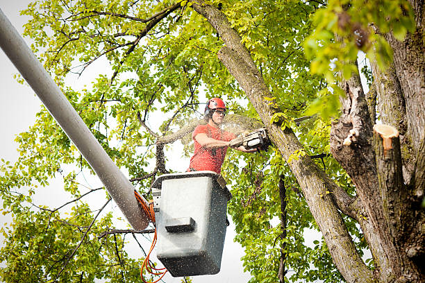 Best Dead Tree Removal  in Jenks, OK